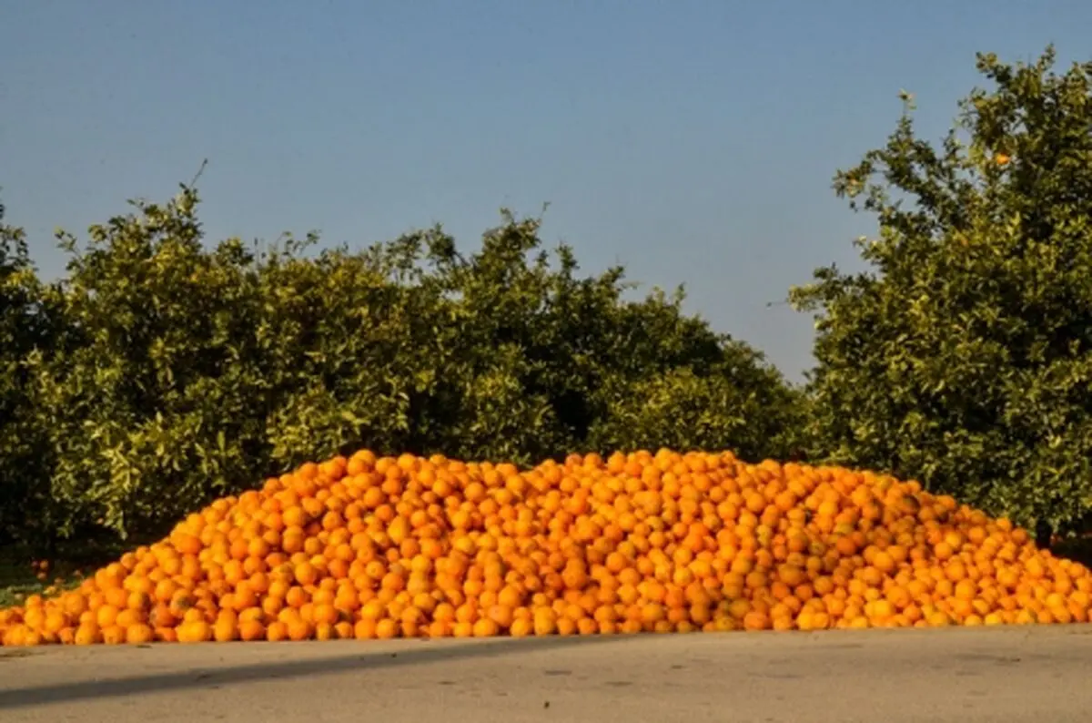 کاشت مرکبات برای مناطق شمالی مناسب نیست