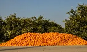 کاشت مرکبات برای مناطق شمالی مناسب نیست