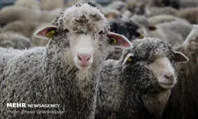 افزایش جمعیت دام مولد در ۲ سال اخیر / تولید محصولات دامی رشد کرد