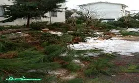 قطع درختان به بهانه بارش برف و فروش آن