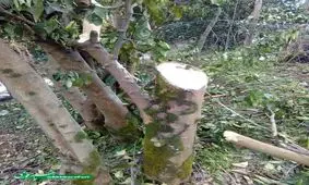 قطع درختان توسط اداره برق لاهیجان