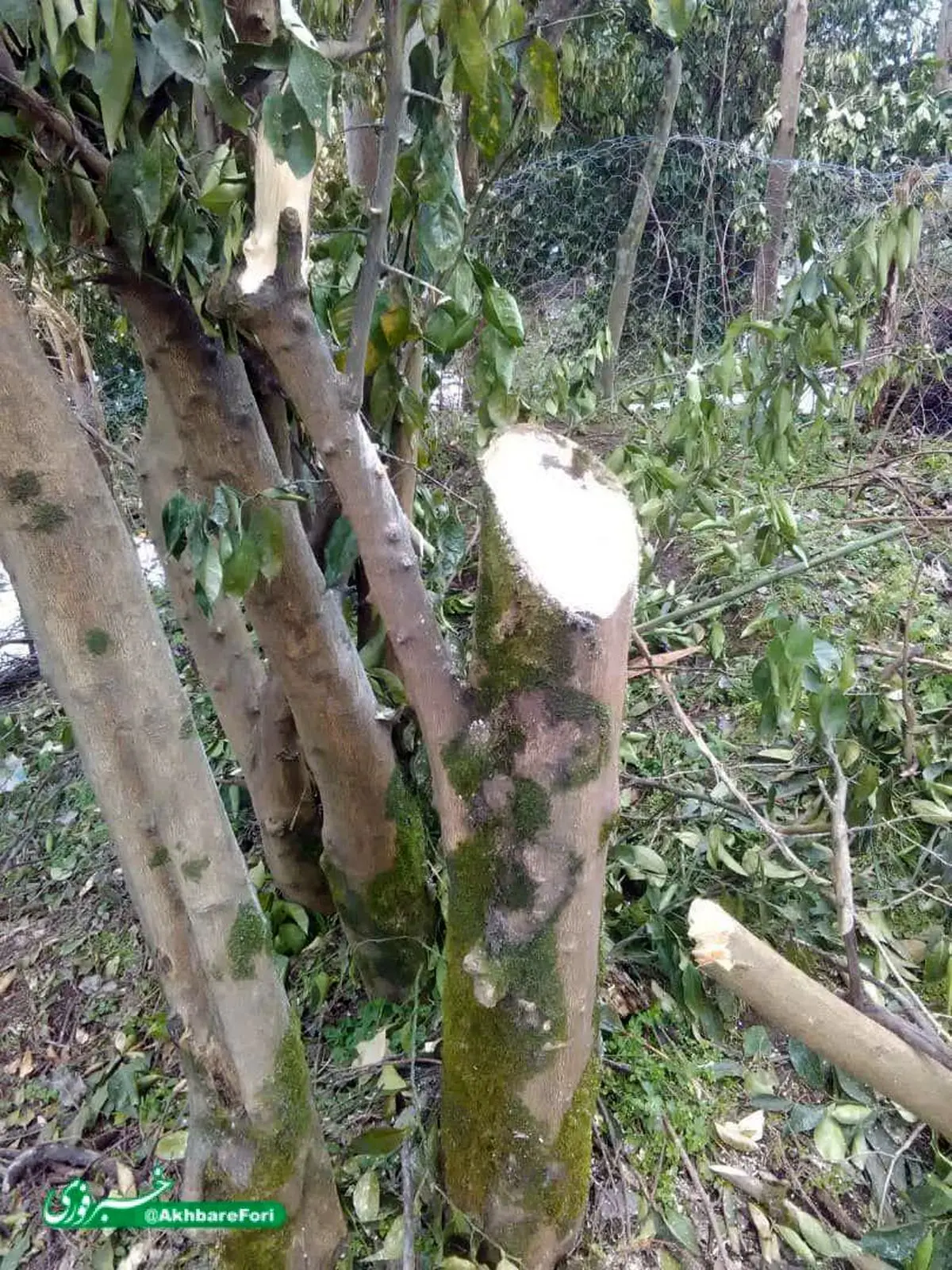 قطع درختان توسط اداره برق لاهیجان