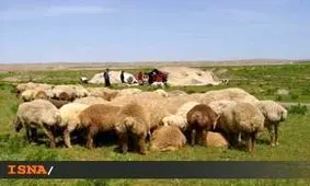 افزایش ابتلا به تب «کریمه کنگو» در سیستان و بلوچستان تب کریمه-کنگو