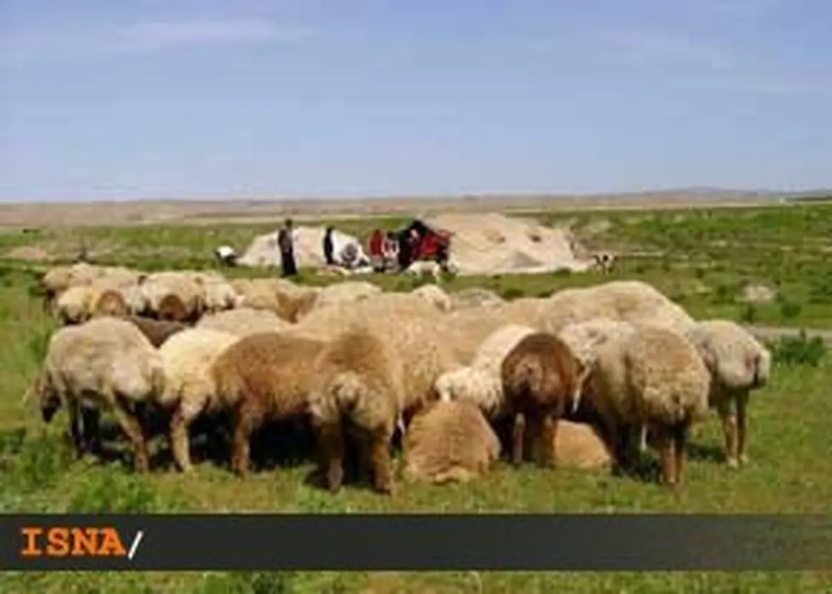 افزایش ابتلا به تب «کریمه کنگو» در سیستان و بلوچستان تب کریمه-کنگو