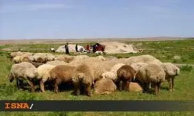 افزایش ابتلا به تب «کریمه کنگو» در سیستان و بلوچستان تب کریمه-کنگو