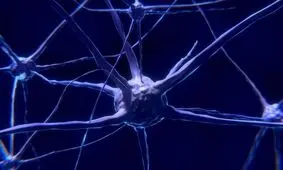 مغز جوانان مبتلا به اوتیسم یک پروتئین اساسی کم دارد