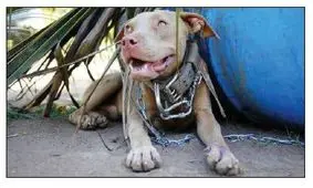 سگی که خانواده‌ای را نجات داد