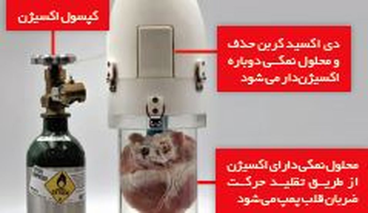 ۲۴ ساعت زنده نگه‌داشتن قلب در بیرون بدن