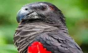 با دراکولای دنیای پرندگان آشنا شوید