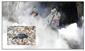 کشتار پرنده‌ها در اثر سمپاشی کرونا