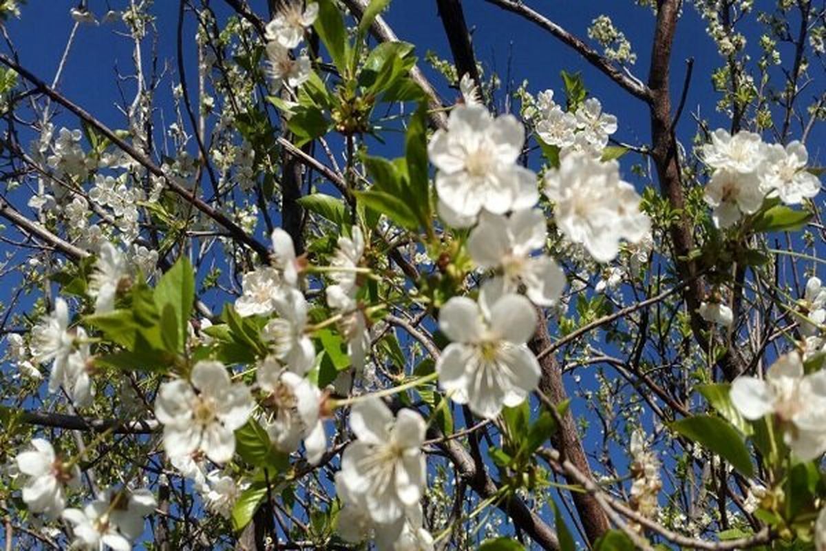 استقبال زودهنگام طبیعت یزد از بهار/درختان شکوفه‌باران شدند