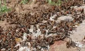 موج جدید هجوم ملخ‌ها و آماده‌باش استان‌ها