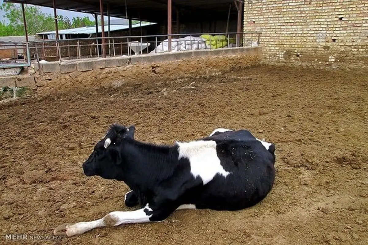 گزارشی از ابتلای دام‌ها به ویروس کرونا نداشتیم / قرنطینه 21 روزه حیوانات مشکوک