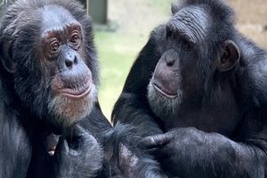 شامپانزه‌ها رکورد حافظه حیوانات را شکستند/ پیش از این دلفین‌ها رکورد طولانی‌ترین حافظه غیر انسانی را در اختیار داشتند

