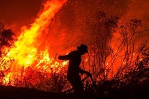 کاهش ۹۲ درصدی آتش سوزی جنگل ها نسبت به سال گذشته