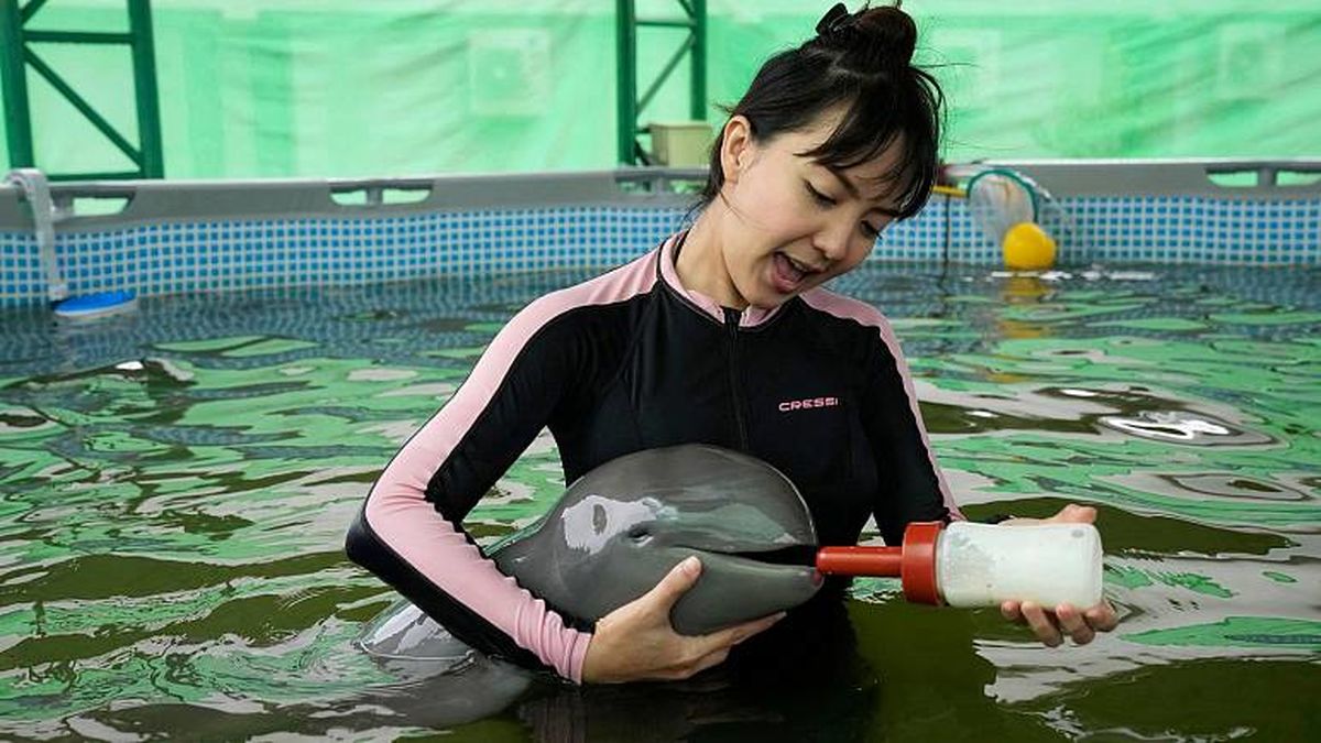 دامپزشکان تایلندی چگونه یک بچه دلفین را از مرگ نجات دادند؟ 