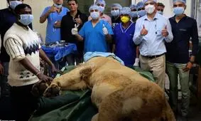 با عمل آب‌ مروارید یک شیر از کوری نجات یافت/ ویدئو