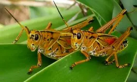 ملخ‌های صحرایی ناقل ویروس کرونا نیستند