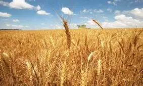 پای گندم‌های وارداتی به کشور باز شد