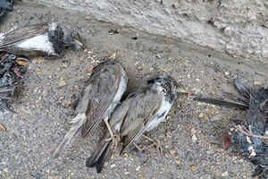 علت قطعی مرگ پرندگان زنجانی مشخص شد