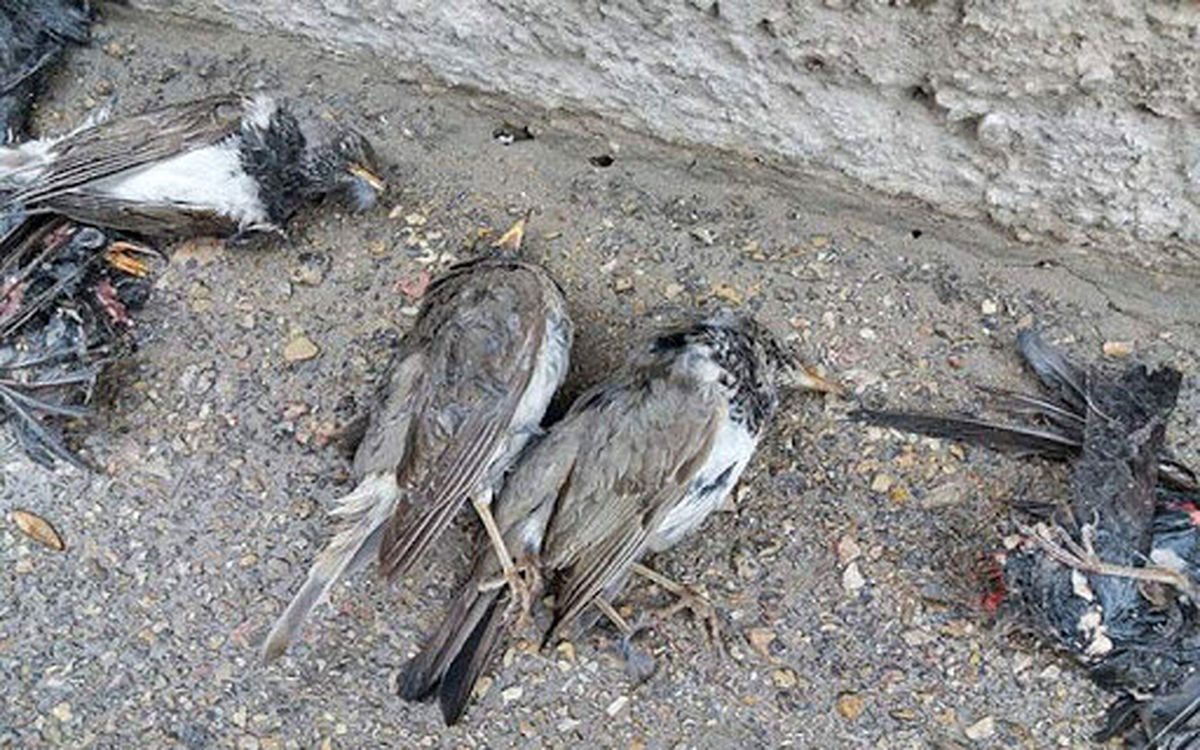 علت قطعی مرگ پرندگان زنجانی مشخص شد