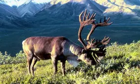 فیلم| دانستنی‌هایی از یکی از قدرتمندترین سلاح بین حیوانات