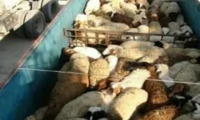 کشف ۳۰۸ راس دام فاقد مجوز حمل در شهرستان البرز