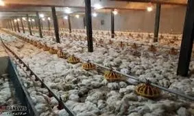 تلف شدن 15هزار قطعه جوجه در سبزوار بر اثر آتش‌سوزی