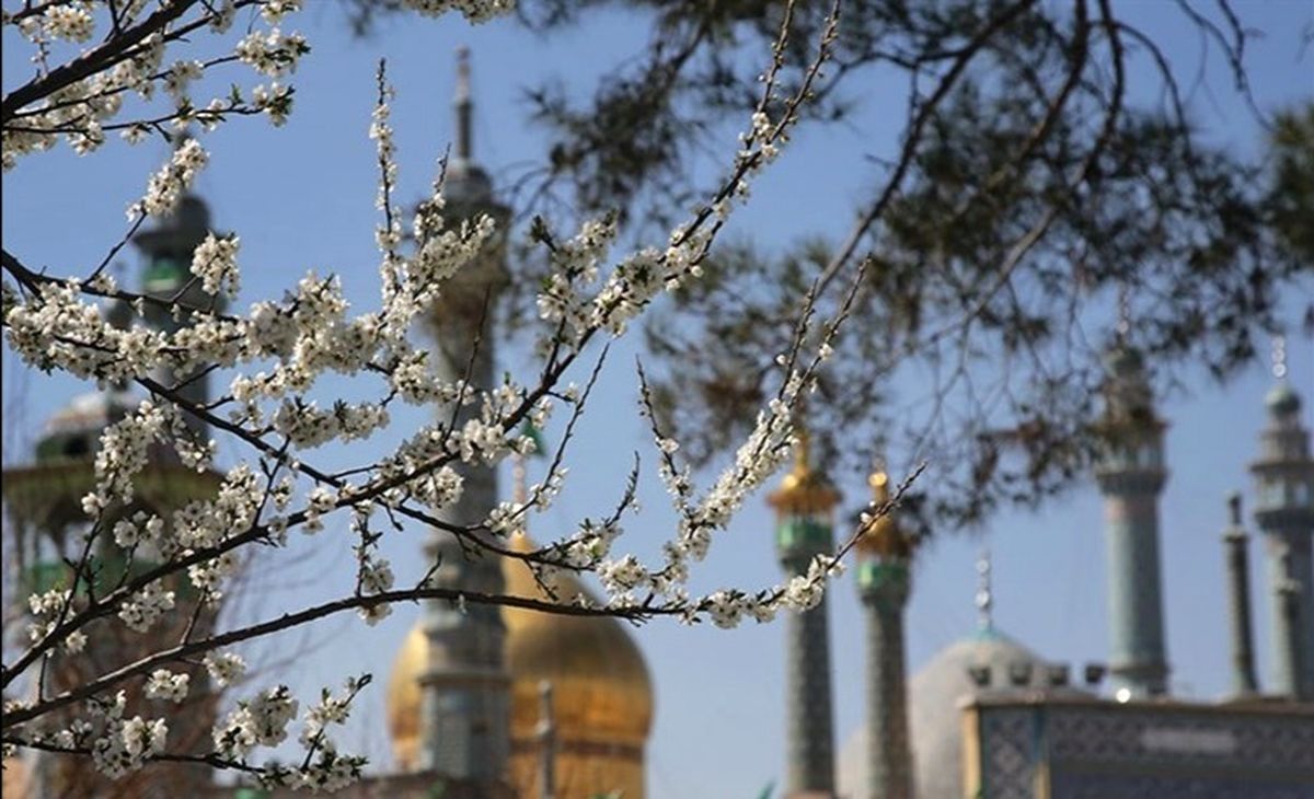 شکوفههای بهاری درختان در قم به روایت تصویر