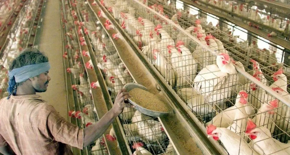 خبر جعلی کرونا باعث نابودی ۸۰۰ هزار دلار مرغ و تخم‌مرغ در هند شد