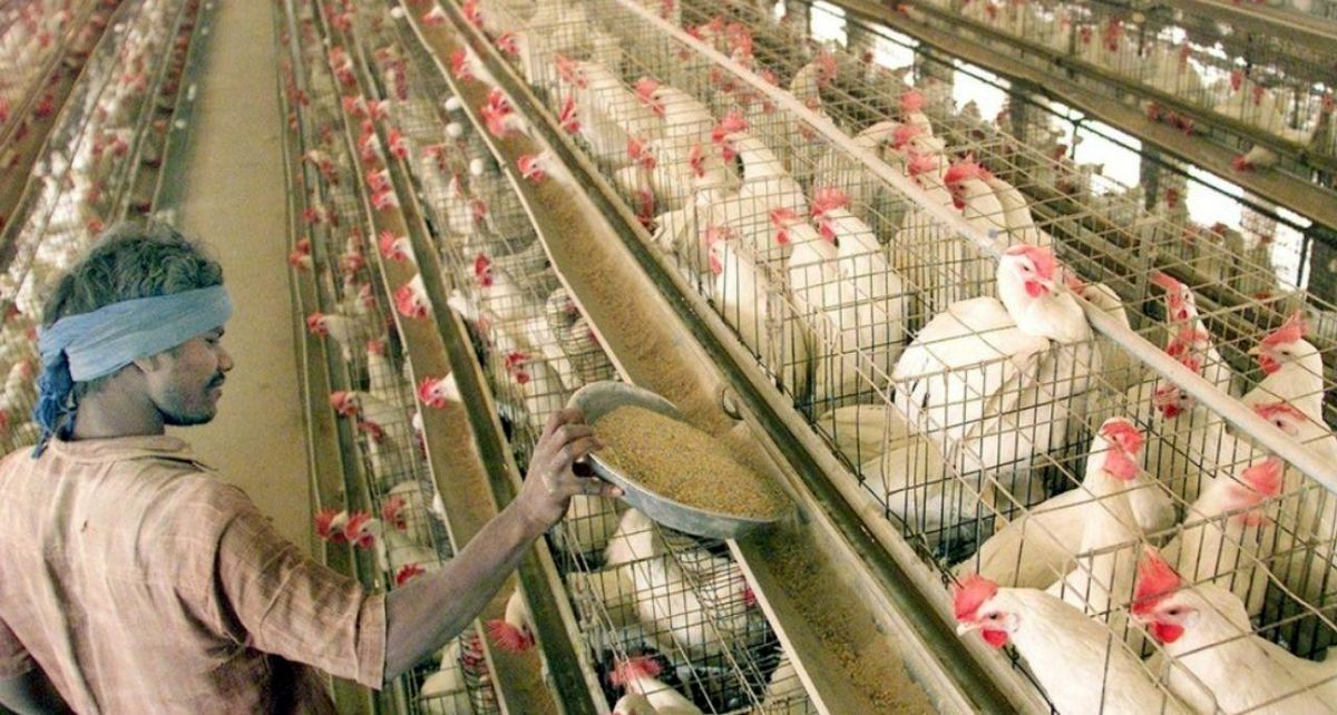 خبر جعلی کرونا باعث نابودی ۸۰۰ هزار دلار مرغ و تخم‌مرغ در هند شد