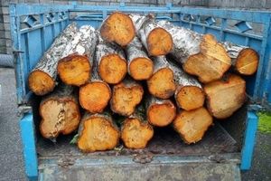 کشف 2 تن چوب قاچاق در بهشهر