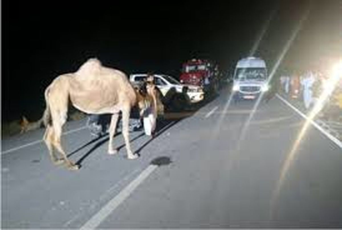 مصدوم شدن در تصادف با شتر