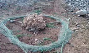 کشف دام مخصوص پرندگان در ساری