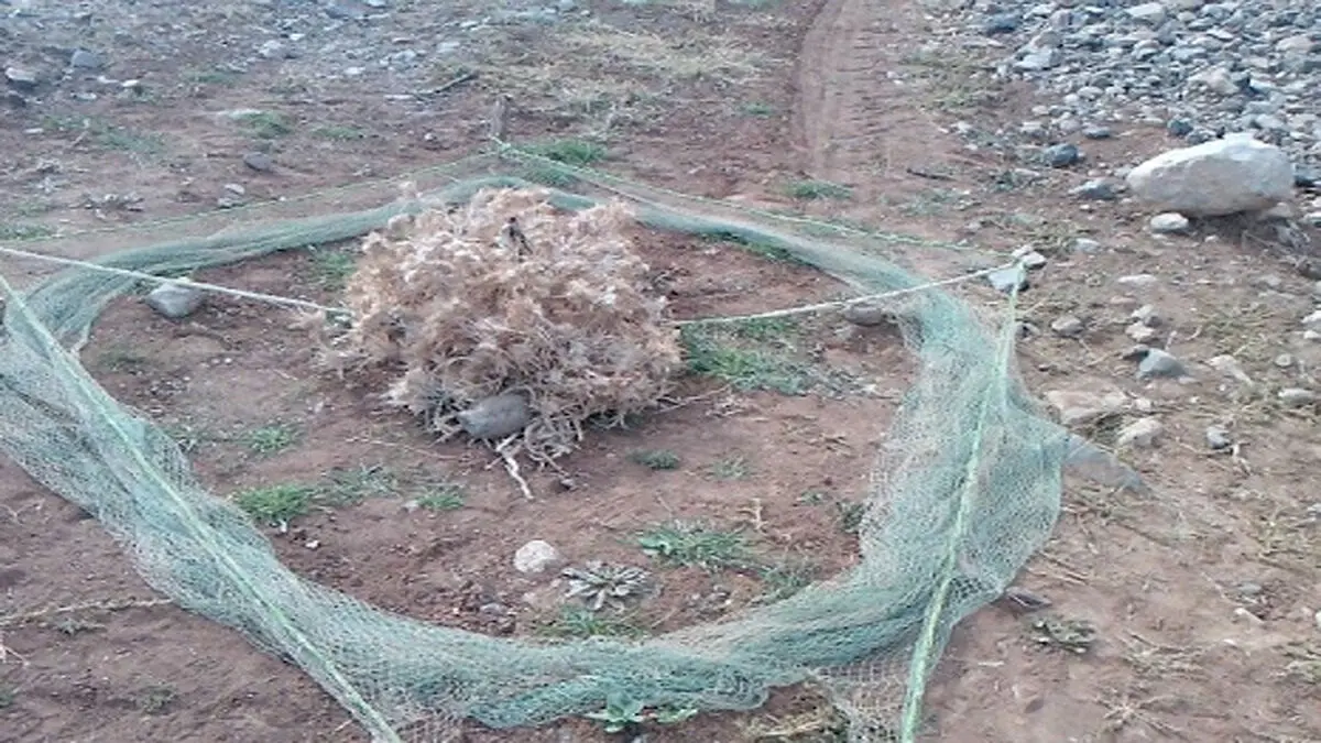 کشف دام مخصوص پرندگان در ساری
