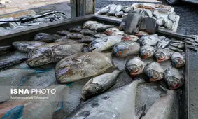 ماهی ناقل ویروس کرونا نیست+ قیمت