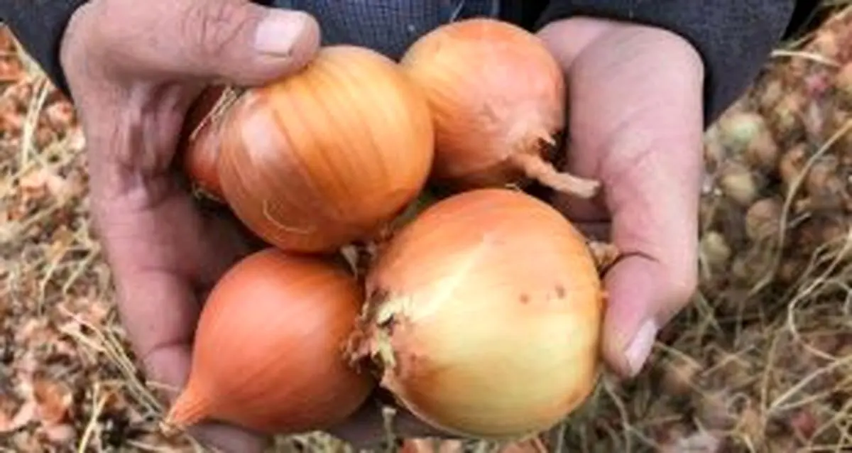 پیاز رکورد بیشترین افزایش قیمت سالانه را شکست