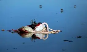 مرگ ناگوار و رازگونه پرندگان مهاجر در میانکاله و نابودی حیات وحش