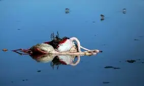 مرگ ناگوار و رازگونه پرندگان مهاجر در میانکاله و نابودی حیات وحش