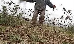 سم باشی برای جلوگیری از هجوم ملخ‌ها در خوزستان شنبه آغاز می شود