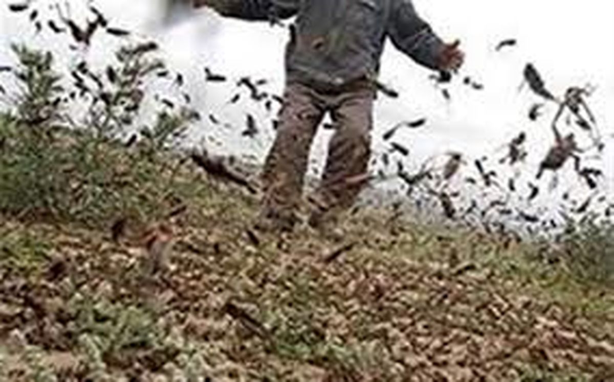 سم باشی برای جلوگیری از هجوم ملخها در خوزستان شنبه آغاز می شود