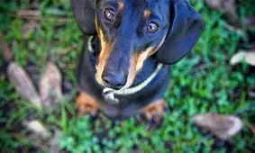 خوردن سگ و گربه در شهر شنژن چین ممنوع اعلام می‌شود