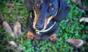 خوردن سگ و گربه در شهر شنژن چین ممنوع اعلام می‌شود