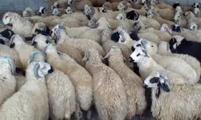 سارقان ۲۱۵ رأس دام در البرز دستگیر شدند