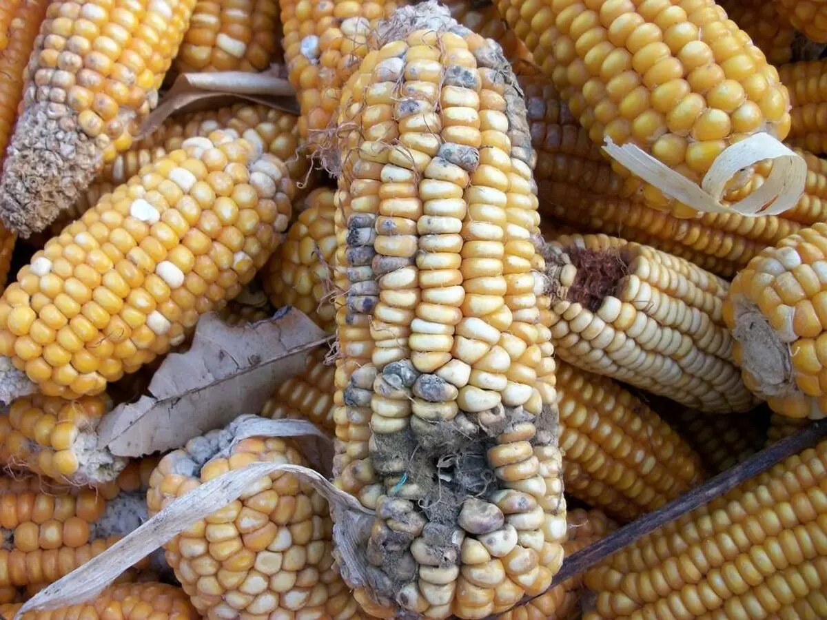 آخرین وضعیت ذرت‌های آلوده گمرک از زبان عضو کمیسیون اصل نود مجلس