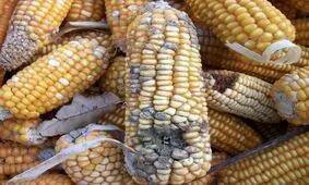 آخرین وضعیت ذرت‌های آلوده گمرک از زبان عضو کمیسیون اصل نود مجلس