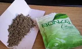 دستگیری ساقی با 123 کیلوگرم بونزای در تهران