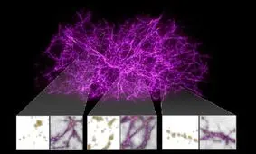 شباهت کیهان با یک تک‌ سلولی