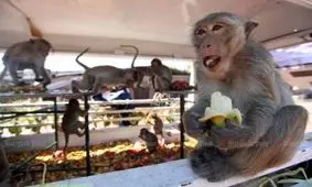 فیلم| حمله هزاران میمون به شهرهای تایلند در پی شیوع ویروس کرونا