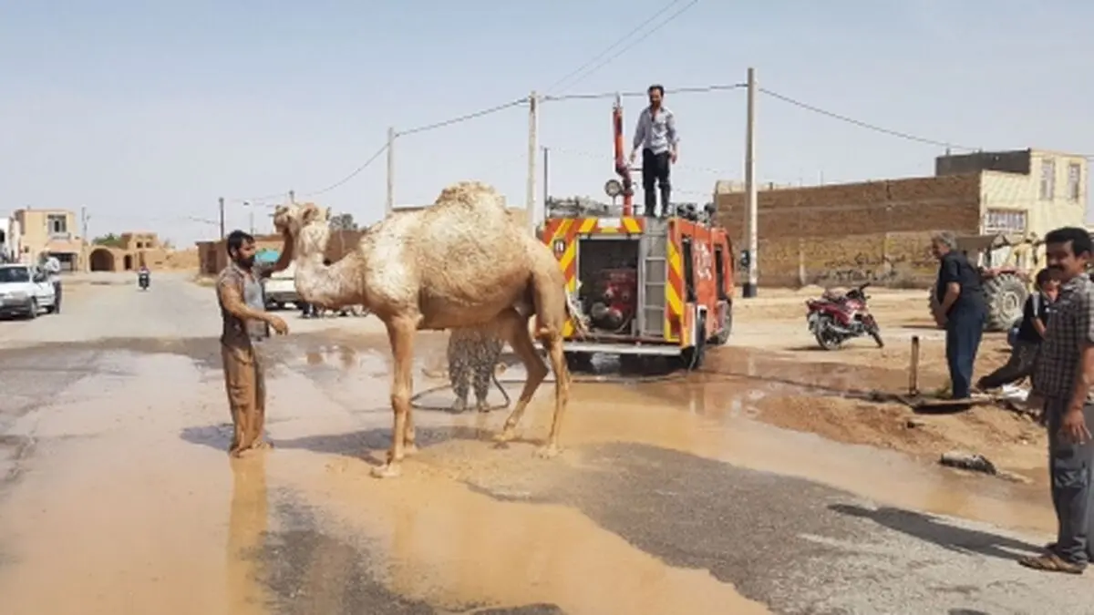 نجات شتر از داخل کانال آب